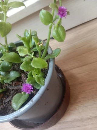 Planta Aptenia cordifolia