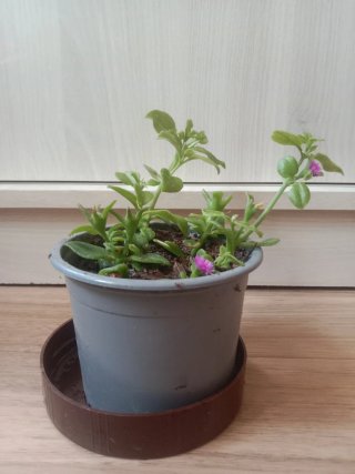 Planta Aptenia cordifolia