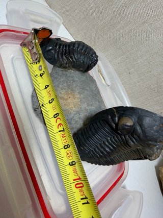 Fósil Trilobite