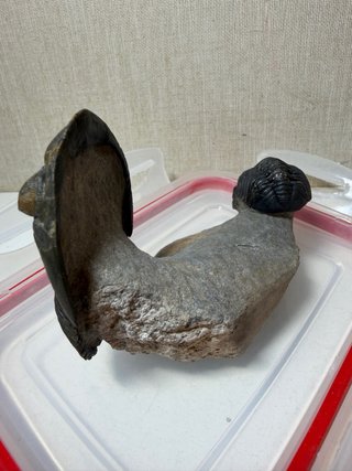 Fósil Trilobite