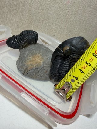 Fósil Trilobite