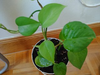 Planta Potos Jade