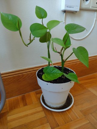 Planta Potos Jade