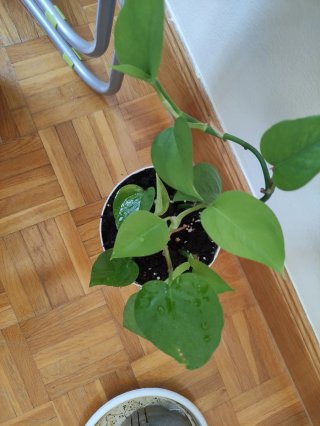 Planta Potos Jade