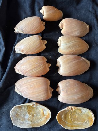 Conjunto di conchiglie marine