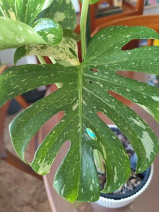 Monstera Thai Constellation