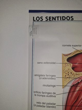 Lámina Escolar Edigol Los Sentidos Oído Tacto