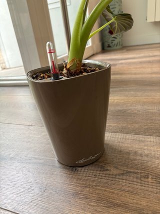Alocasia Regal Shield