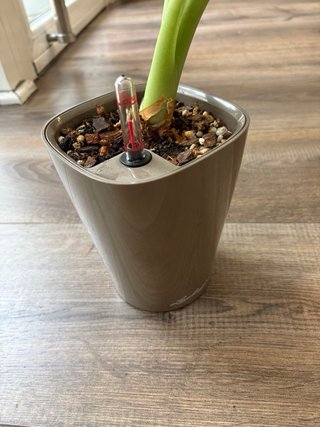 Alocasia Regal Shield