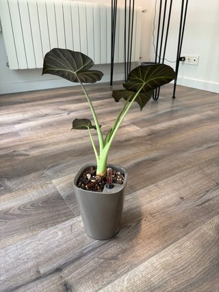 Alocasia Regal Shield