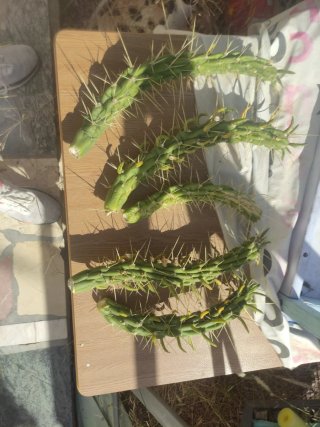 Cactus para esquejes