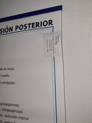 Lámina Anatomía: Sistema Muscular Reversible