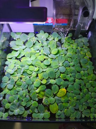 5 lechugas grandes de agua para acuario