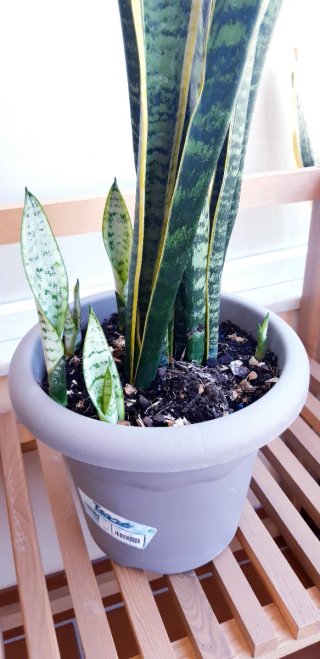 Sansevieria (Lengua de suegra)