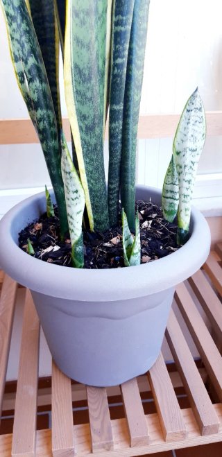 Sansevieria (Lengua de suegra)
