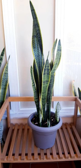Sansevieria (Lengua de suegra)