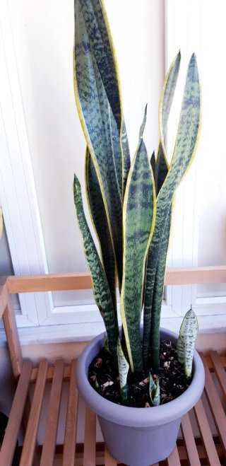 Sansevieria (Lengua de suegra)