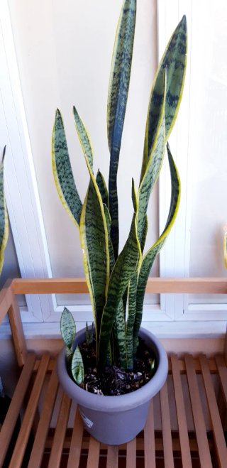 Sansevieria (Lengua de suegra)