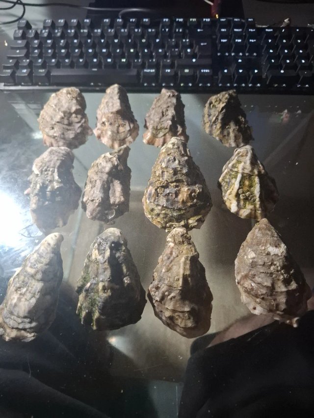 12 conchas de ostras
