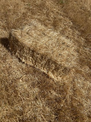 Paca de paja de avena