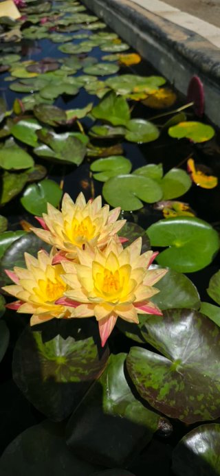 Nenúfar yellow Fantasy