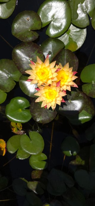 Nenúfar yellow Fantasy