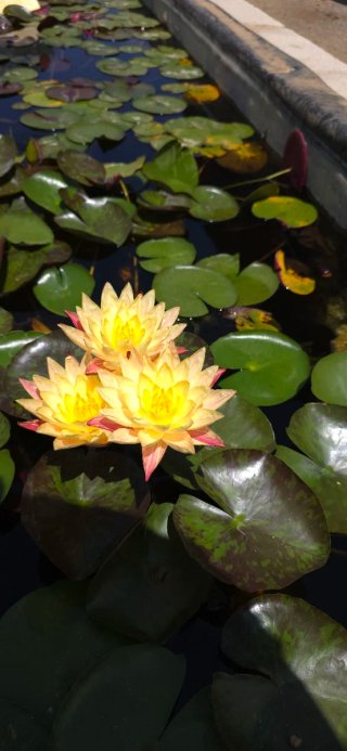 Nenúfar yellow Fantasy