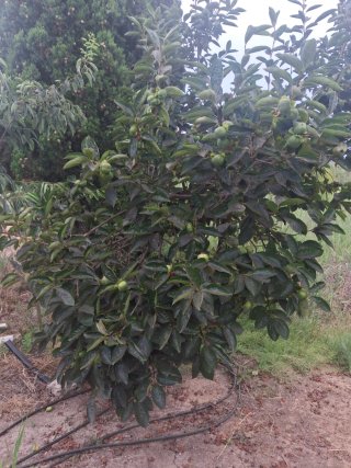 Terreno con árboles frutales