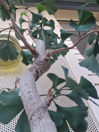 Bonsái Ginkgo Biloba