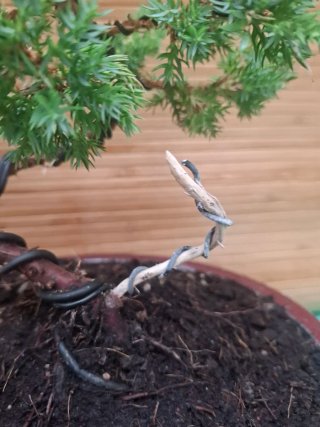 Bonsai Juniperus Procumbens Nana