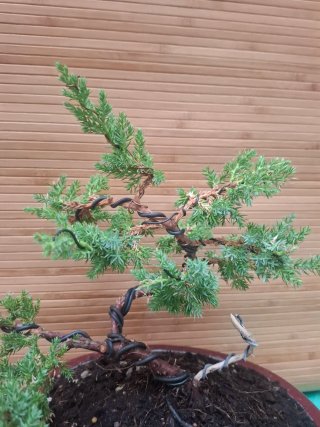 Bonsai Juniperus Procumbens Nana