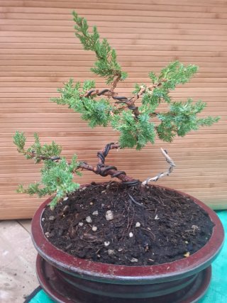 Bonsai Juniperus Procumbens Nana