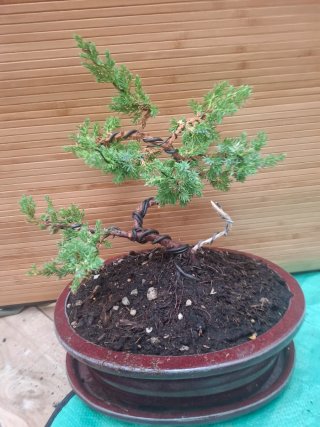 Bonsai Juniperus Procumbens Nana