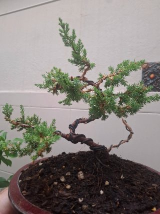 Bonsai Juniperus Procumbens Nana