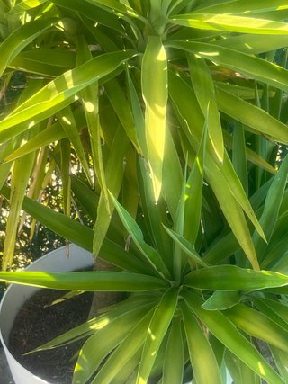 Planta Yuca en Maceta Blanca Grande