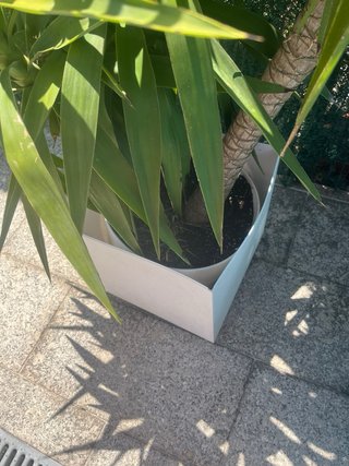 Planta Yuca en Maceta Blanca Grande