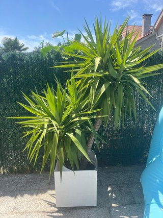 Planta Yuca en Maceta Blanca Grande