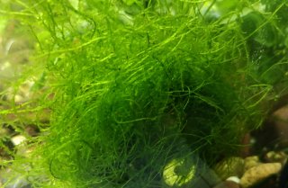 Musgo de Java para acuario, peces, gambas