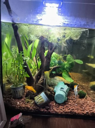 Acuario 130L con accesorios