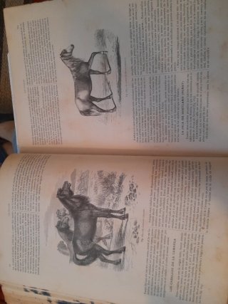 Historia natural. La creación A.Brehm