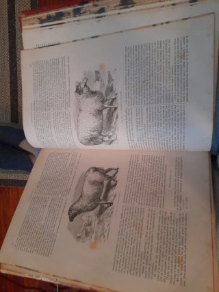 Historia natural. La creación A.Brehm