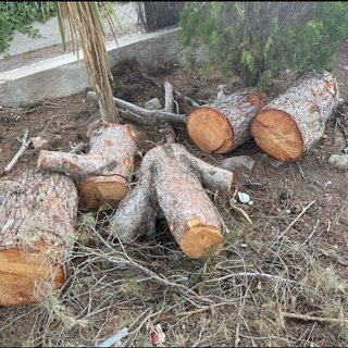 Leña de pino para chimenea o BBQ