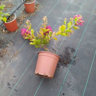 Lagerstroemia Rosa Planta