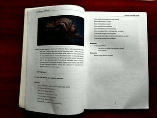 Anatomia do Encéfalo do Cão: Trabalhos Práticos