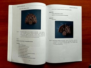 Anatomia do Encéfalo do Cão: Trabalhos Práticos