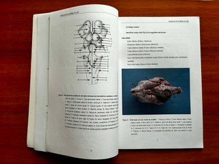 Anatomia do Encéfalo do Cão: Trabalhos Práticos