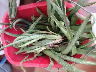 Set 5 pezzi Piante di Aloe Vera