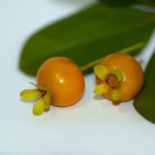 Semillas Grumichama Amarilla