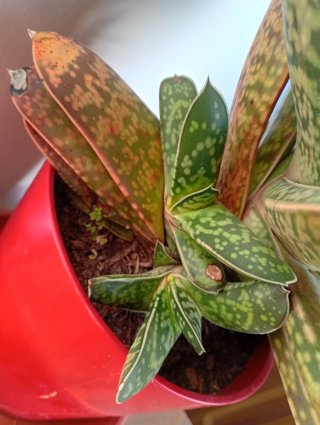 Planta Aloe tigre,planta grande