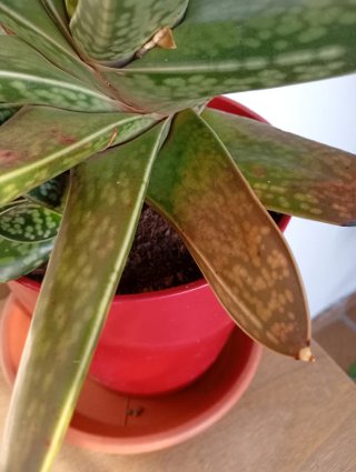 Planta Aloe tigre,planta grande